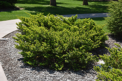 Everlow Yew (Taxus x media 'Everlow') at Holland Nurseries