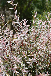 Tricolor Willow (Salix integra 'Hakuro Nishiki') at Holland Nurseries