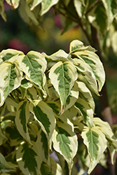 Summer Fun Chinese Dogwood (Cornus kousa 'Summer Fun') at Holland Nurseries