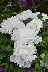 Renkaku Tree Peony (Paeonia suffruticosa 'Renkaku') at Holland Nurseries