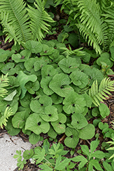 Canadian Wild Ginger (Asarum canadense) at Holland Nurseries