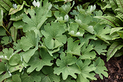 Bloodroot (Sanguinaria canadensis) at Holland Nurseries