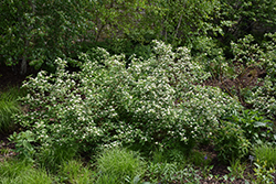 Red Osier Dogwood (Cornus sericea) at Holland Nurseries