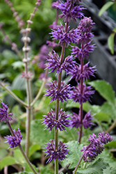 Purple Rain Salvia (Salvia verticillata 'Purple Rain') at Holland Nurseries