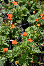 Koi Avens (Geum coccineum 'Koi') at Holland Nurseries