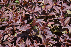 Nightglow Diervilla (Diervilla splendens 'El Madrigal') at Holland Nurseries