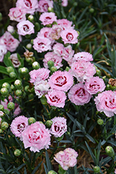Scent First Raspberry Surprise Pinks (Dianthus 'Devon Yolande') at Holland Nurseries