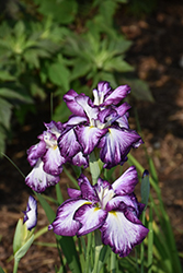 Lion King Japanese Flag Iris (Iris ensata 'Lion King') at Holland Nurseries