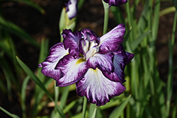 Lion King Japanese Flag Iris (Iris ensata 'Lion King') at Holland Nurseries