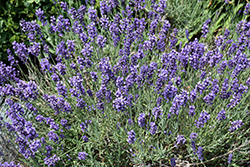 Hidcote Lavender (Lavandula angustifolia 'Hidcote') at Holland Nurseries