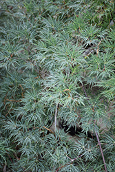 Emerald Lace Japanese Maple (Acer palmatum 'Emerald Lace') at Holland Nurseries