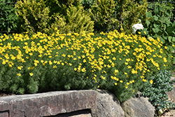 Zagreb Tickseed (Coreopsis verticillata 'Zagreb') at Holland Nurseries