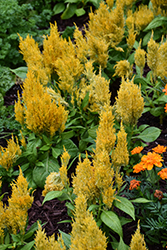 Fresh Look Yellow Celosia (Celosia 'Fresh Look Yellow') at Holland Nurseries