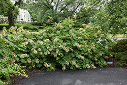 Ruby Slippers Hydrangea (Hydrangea quercifolia 'Ruby Slippers') at Holland Nurseries