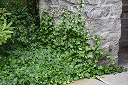 English Ivy (Hedera helix) at Holland Nurseries