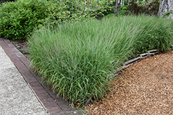 Shenandoah Reed Switch Grass (Panicum virgatum 'Shenandoah') at Holland Nurseries