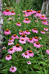 Purple Coneflower (Echinacea purpurea) at Holland Nurseries