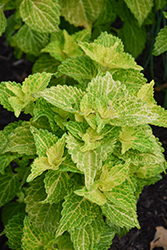 Electric Lime Coleus (Solenostemon scutellarioides 'Electric Lime') at Holland Nurseries