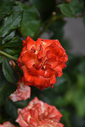 Charisma Rose (Rosa 'Charisma') at Holland Nurseries