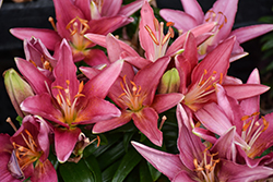 Lily Looks Tiny Pearl Lily (Lilium 'Tiny Pearl') at Holland Nurseries