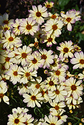 Nova Jewel Tickseed (Coreopsis 'Jewel') at Holland Nurseries
