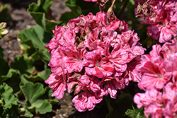 Big EEZE Pink Geranium (Pelargonium 'Big EEZE Pink') at Holland Nurseries