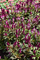 Intenz Classic Celosia (Celosia 'Spitenz') at Holland Nurseries