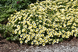 Bee's Knees Petunia (Petunia 'Balcobees') at Holland Nurseries