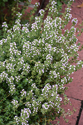 Common Thyme (Thymus vulgaris) at Holland Nurseries