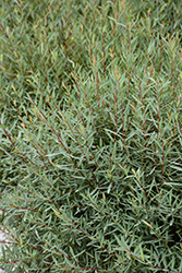 Dwarf Arctic Willow (Salix purpurea 'Nana') at Holland Nurseries