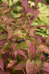 Firefly Diervilla (Diervilla 'Bokofire') at Holland Nurseries
