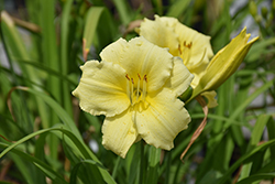 Fragrant Returns Daylily (Hemerocallis 'Fragrant Returns') at Holland Nurseries