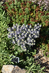 Blue Hobbit Sea Holly (Eryngium planum 'Blue Hobbit') at Holland Nurseries