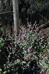 Rose Campion (Lychnis coronaria) at Holland Nurseries