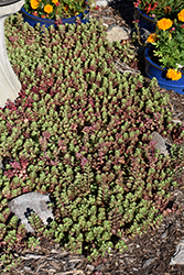 Dragon's Blood Stonecrop (Sedum spurium) at Holland Nurseries