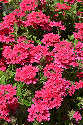 Superbena Raspberry Verbena (Verbena 'RIKAV45801') at Holland Nurseries