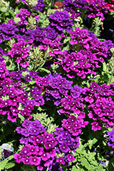 Firehouse Purple Verbena (Verbena 'Balfirepur') at Holland Nurseries