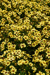 UpTick Yellow and Red Tickseed (Coreopsis 'Baluptowed') at Holland Nurseries