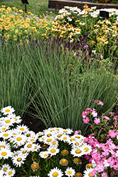 Blue Arrows Rush (Juncus inflexus 'Blue Arrows') at Holland Nurseries