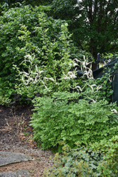 American Bugbane (Actaea racemosa) at Holland Nurseries