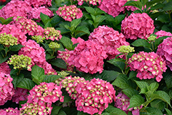 Summer Crush Hydrangea (Hydrangea macrophylla 'Bailmacfive') at Holland Nurseries