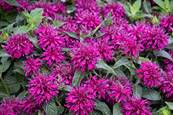 Balmy Purple Beebalm (Monarda didyma 'Balbalmurp') at Holland Nurseries