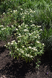Ice Ballet Milkweed (Asclepias incarnata 'Ice Ballet') at Holland Nurseries