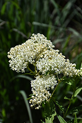Ice Ballet Milkweed (Asclepias incarnata 'Ice Ballet') at Holland Nurseries