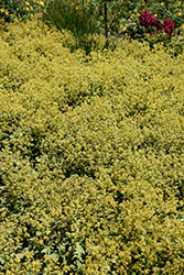 Lady's Mantle (Alchemilla mollis) at Holland Nurseries
