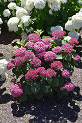 Invincibelle Mini Mauvette Hydrangea (Hydrangea arborescens 'NCHA7') at Holland Nurseries