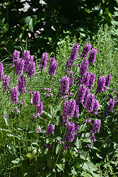Hummelo Betony (Stachys monieri 'Hummelo') at Holland Nurseries
