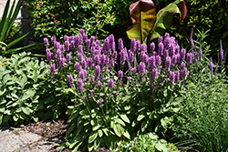 Hummelo Betony (Stachys monieri 'Hummelo') at Holland Nurseries