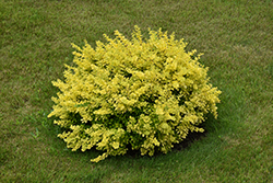 Sunsation Japanese Barberry (Berberis thunbergii 'Sunsation') at Holland Nurseries