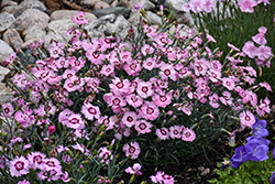 Sweetness Pinks (Dianthus plumarius 'Sweetness') at Holland Nurseries